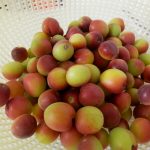 いい小梅を見つけたから漬けてみたけどカリカリしなかった。
