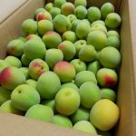 青梅の甘露煮　お弁当のデザートにも