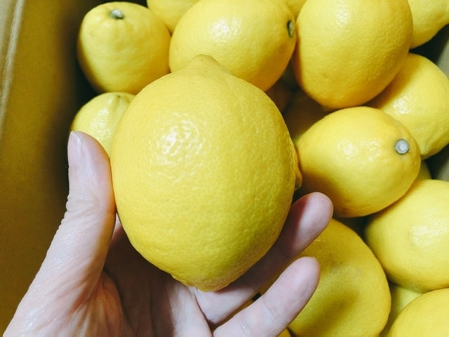 島レモンを手に持っている写真