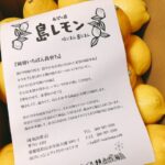 希望の島で国産レモン「島レモン」の特選品を買ってみたら最高