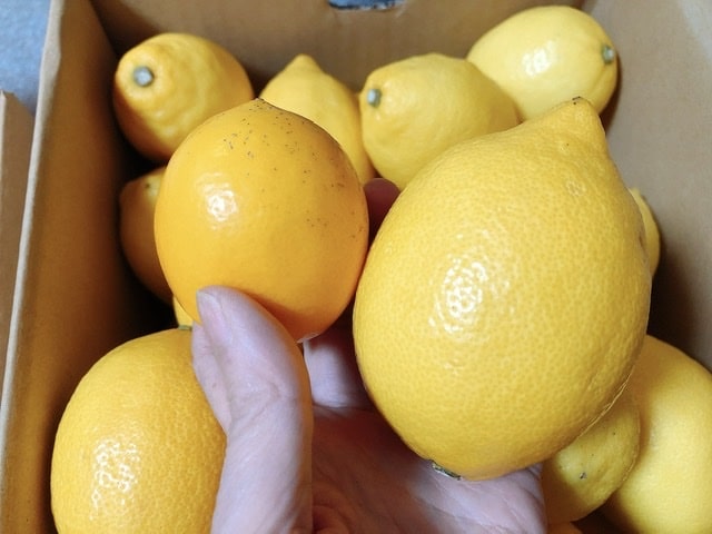 グランとレモンと島レモンの比較写真